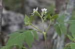 Whiteflower leafcup